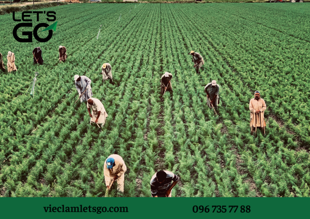 Thị trường lao động tại Hải Dương và xu hướng mới